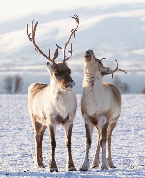 Arctic Reindeer, Deer Species, Deer Family, Winter Animals, Pretty Animals, Winter Pictures, Wildlife Art, The Album, Animal Photo