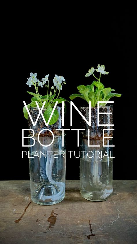 Wine Bottle Planter Tutorial — Plant Daddy Podcast Wine Bottle Herb Garden, Wine Bottle Herb Garden Self Watering, Wine Bottle Plant Waterer, Wine Bottle Plant Propagation, Wine Bottle Pendant Lights, Wine Bottle Planter Self Watering, Wine Bottle Planter Diy, Wine Bottle Uses, Wine Glass Planter