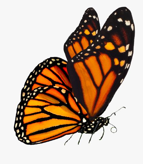 Monarch Butterflies Art, Black Butterflies, Monarch Caterpillar, Photo Clipart, Monarch Butterflies, Butterfly Clip Art, Background Clipart, Orange Butterfly, Butterfly Drawing