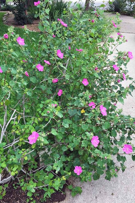 Looking for the best flowering plants to grow in hot, dry, and sunny climates? Visit Gardener's Path now, for our list of the best picks- like this pink rock rose, or pavonia.