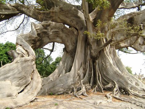 son arboles k siguen viviendo a pesar de todo.que maravilloso Kapok Tree, Weird Trees, Amazing Trees, Magical Tree, Giant Tree, Old Tree, Old Trees, Ancient Tree, Tree Trunks