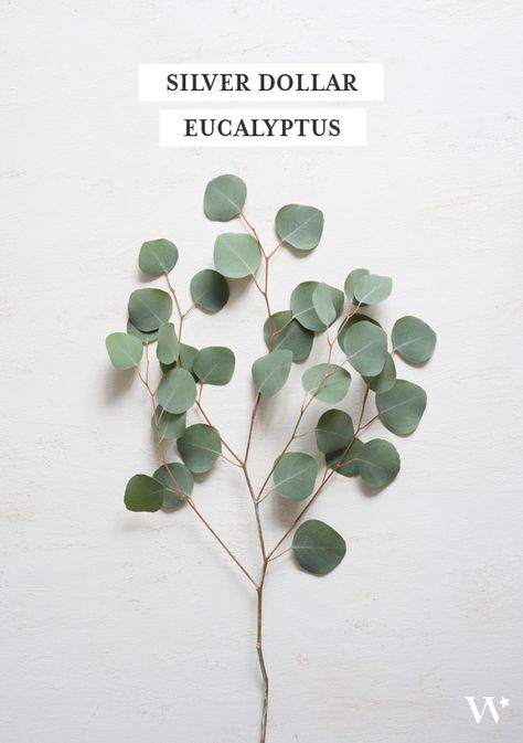 Silver Dollar Eucalyptus for use in Bridal Bouquet Option 4 and Bridesmaid Bouquet Option 2 Exterior Plants, Women Retreat, Koala Party, Blue Wedding Centerpieces, Wedding Runner, Natural Objects, Silver Centerpiece, Dollar Eucalyptus, Succulent Centerpieces