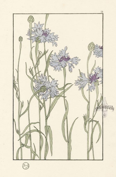 Foord Pochoir Flower Studies 1901 Fiori Art Deco, Flower Studies, Bijoux Art Nouveau, Art Nouveau Flowers, Art Nouveau Floral, Illustration Botanique, Trendy Art, Floral Illustration, British Art