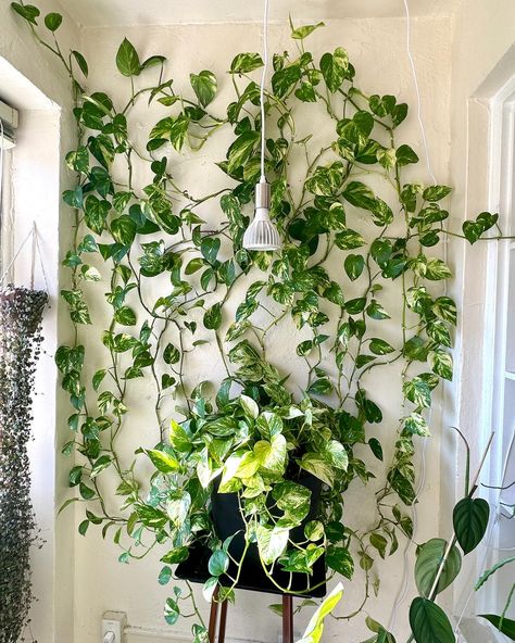 🌿CLIMBING POTHOS WALL NOW ➡️ THEN | follow @reenasplants for plant content 🌿 It’s been a while since I’ve posted about my Pothos wall so I wanted to post some progress pictures showing what it looks like now compared to what it looked like when it first started in my old apartment! It’s crazy how fast this wall grows, and I love that technology allows us to capture the progress of our plants’ growth! What plant of yours has grown the most for you in the time that you’ve owned it? . . . .... Pothos Trailing Ideas, Pothos Plant Wall, Monstera Climbing Wall, Climbing Pothos, Plant Wall Ideas Indoor, Pothos Wall, Plant Lady Aesthetic, Shelf Drawing, Indoor Climbing Plants