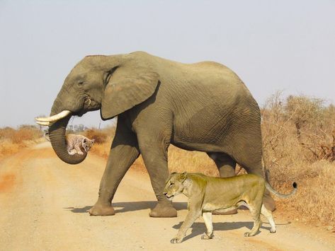 Chien Golden Retriever, Animals Friendship, Lion Cub, Elephant Love, An Elephant, Animal Planet, Animal Photo, 귀여운 동물, Animals Friends