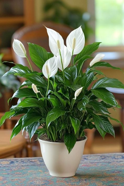 Peace Lily (Spathiphyllum) is a graceful and low-maintenance choice for any home! 🌿🏡 Known for its elegant white blooms and lush green leaves, this plant is a delightful blend of beauty and simplicity. Quick to thrive in low light and bursting with air-purifying benefits, Peace Lily is perfect for adding a touch of tranquility to your indoor space. 🌱✨ #PeaceLily #Spathiphyllum #IndoorPlants #EasyCare #AirPurifying #GreenHome #PlantLover Peace Lily Care Indoor, Letter Drawings, Indoor Plants Names, Peace Lily Care, Lily Plant Care, Plantas Interior, Beautiful White Flowers, Plant Vegetables, Peace Lily Plant