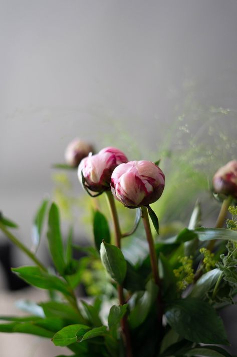 peony bud before flowering grown in pots Peonies In Pots, Grow Peonies, Beautiful Peonies, Leaves Photo, Planting Peonies, Peony Root, Growing Peonies, Overwintering, Rose Images