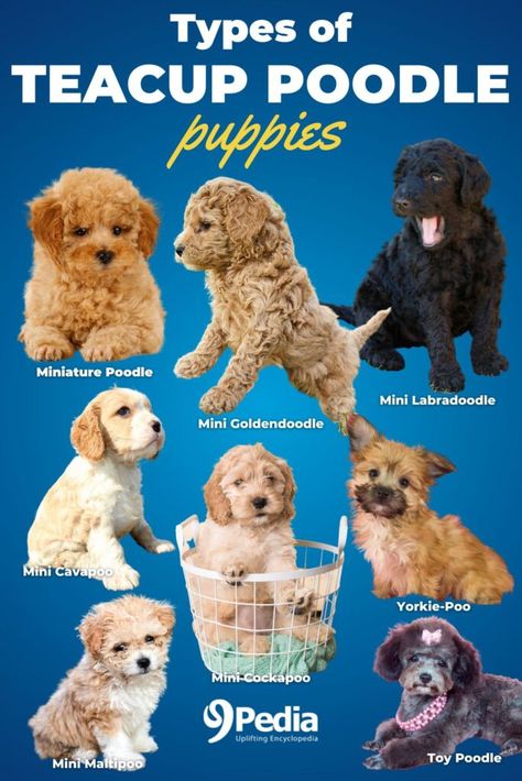 Teacup Poodle Puppies: Price, Lifespan, and Care Basics #teacuppoodle #poodlepuppies #poodle #teacup Tea Cup Poodle Puppies, Poodle Teacup, Teacup Toy Poodle, Teacup Cockapoo, Poodles Miniature, Teacup Cavapoo, Teacup Poodle Full Grown, Teacup Poodle, Mini Poodle