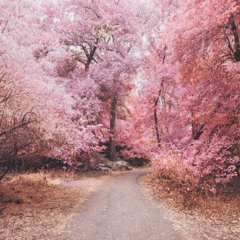 Instagram Boost, Mystic Garden, Pink Cottagecore, Butchart Gardens, Background Hd Wallpaper, Pink Garden, Plant Aesthetic, Cozy Aesthetic, Pink Trees