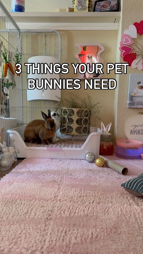 Pet Bunny Humor | Powerpuffbunnies | Don’t give them one of those tiny litter boxes for other small animals like hamsters I see at the pet store 🤦🏻‍♀️ Get them one like for a c… | Instagram Bunny Inside House, Bunny Litter Box Ideas Diy, Rabbit Litter Box Ideas, Pet Bunny Set Up, Rabbit Set Up Indoor, Bunny Cage Ideas, Bunny Litter Box Ideas, Indoor Bunny Setup, Indoor Rabbit Setup