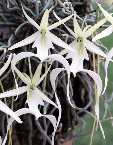 Featured – Spooky Orchids - Ghost Orchid, Southern Florida, Orchid White, Goth Garden, The Everglades, Rare Orchids, Growing Orchids, Orchid Care, Orchid Plants