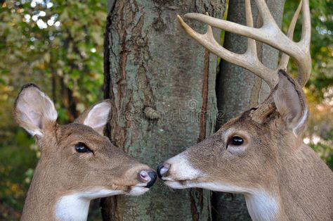 Buck and Doe in woods. Buck and doe nose to nose in woods , #Sponsored, #Doe, #Buck, #woods, #nose, #doe #ad Deer Nose, Hunting Pics, Buck And Doe, Big Bucks, Forest Hills, Whitetail Deer, White Tail, Wildlife Animals, Deer Hunting