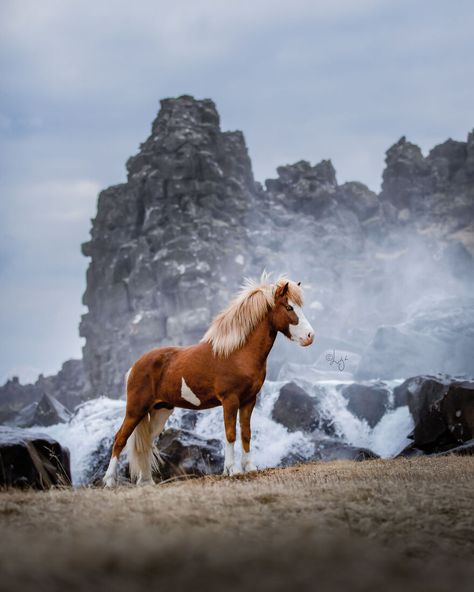 I Photograph Horses In Phenomenal Icelandic Landscapes (37 Pics) Riding Holiday, Tattoo Animal, Icelandic Horses, Pony Breeds, Big Hearts, Anime Tattoo, Icelandic Horse, Equine Photographer, Horse Horse