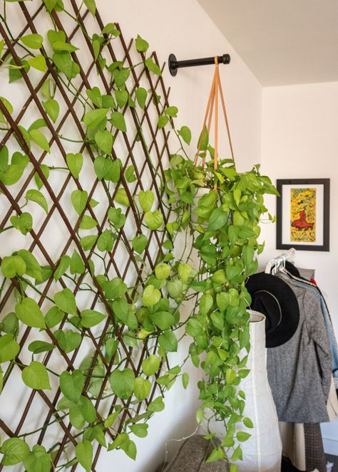 How to build your own indoor living plant wall! An easy and inexpensive project that's perfect for bringing color and life into your space...    #plantwall #dogs #homedecor #midcenturymodern #diy #houseplants #plantlover #pothos #buildyourown #plantcare #livingroom #apartmenttherapy #apartmentdecor #boho #westelm #clothingrack #home #apartment #nycapartment #brooklynapartment #bloggerstyle #bloggerhomeinspo #interiordesign #interiorinspo #bloggerhome#smallspace #modernhome #livingroom Pothos Wall Planter, Decorating With Vines Indoors, Indoor Trellis Wall Decor, Indoor Ivy Wall Real, Devils Ivy Wall Climbing Indoor, Hanging Plant Vines On Wall, Viney Indoor Plants, Pathos Vine Ideas, Balcony Climbing Plants