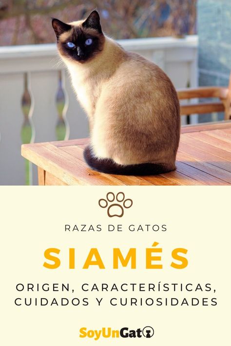 ¿Has adoptado a un gato siamés? Conoce todas las características del gato siamés, el origen de la raza, cómo es su carácter y sus posibles problemas de salud. #SoyUnGato #Gatos #GatoSiamés #GatosBonitos Animals