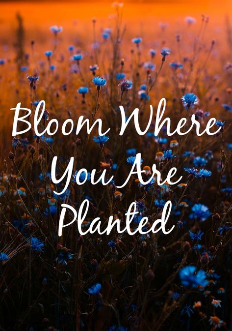 Bloom Where You Are Planted Quote, I'm Complicated, Soul Work, Plants Quotes, Christian Things, Bloom Where You Are Planted, Lock Screens, Psalm 139, Morning Blessings