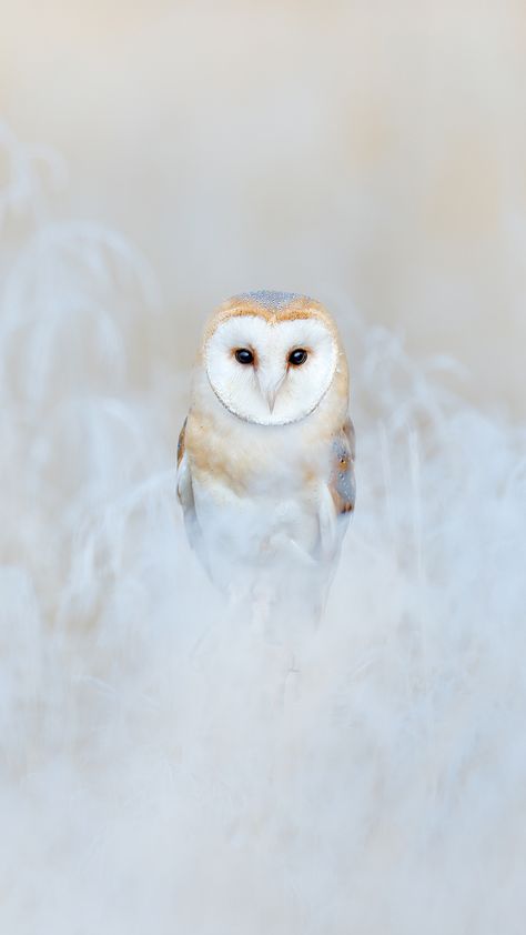 Barn Owl Wallpaper, Owl Wallpaper Iphone, Flying Owl, Barn Owls, Owl Photography, Screen Lock, Owl Wallpaper, Beautiful Butterflies Art, Beautiful Flowers Photography