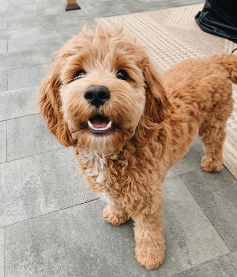 Whoodle Puppy, Mini Golden Doodle, Cavapoo Dogs, Mini Goldendoodle Puppies, Cockapoo Dog, Dog Light, Cockapoo Puppies, Australian Labradoodle, Cavapoo Puppies