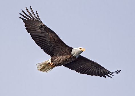 Eagle Soaring Drawing, Soaring Eagle Tattoo, Different Types Of Eagles, Types Of Eagles, Eagle Soaring, Eagle Face, Soaring Eagle, Eagle Painting, Bird Quotes