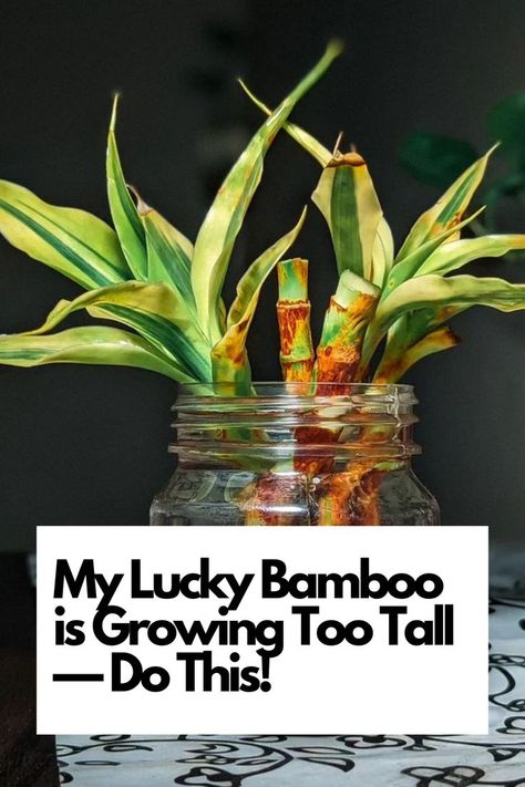 Dive into the world of Lucky Bamboo care with our expert insights on managing excessive growth. From pruning techniques to maintaining the perfect height, we've got you covered. Elevate your indoor gardening game with these essential tips. Ready to keep your Lucky Bamboo thriving at the right height? Dive in and uncover the secrets to balanced growth! IG Photo by: plants_cabin Lucky Bamboo Plants Decor Ideas, Tall Bamboo Plant Indoor, Bamboo Care Houseplant, Lucky Bamboo Propagation, Lucky Bamboo In Water, Lucky Bamboo Care, Dracaena Sanderiana, Growing Bamboo, Lucky Bamboo Plants