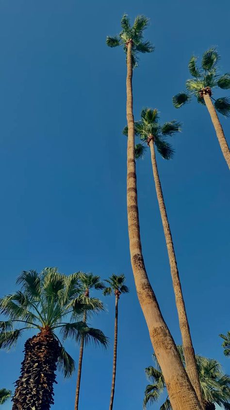 Palm Trees, Trees