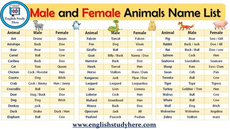 Male and Female Animals Name List Gender In English, Gender Of Animals, Female Pet Names, Male And Female Animals, Animals Name List, Names Male, Animals Name In English, Animals Name, Baby Animal Names