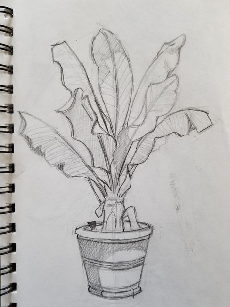 Plant Sketch, Plant Drawings, Waiting For The Bus, Plant Sketches, Nature Studies, Nature Sketch, Object Drawing, Nature Drawing, Plant Drawing