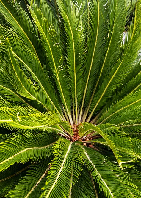 Sago palm (<i>Cycas revoluta</i>) Landscaping Design Plans, Cycas Palm, Cycas Revoluta, South American Rainforest, Hawaiian Gardens, Tropical Retreat, Pineapple Flowers, Sago Palm, Leafy Plants