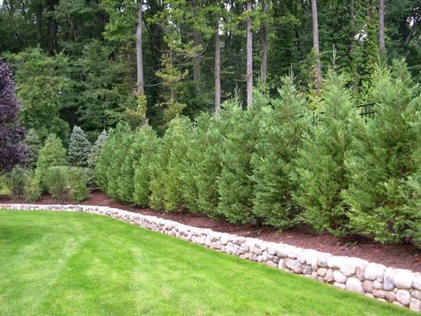 Property Line Garden, Natural Privacy Fences, Yellow Bungalow, Plants For Privacy, Cottage Landscaping, Yard Renovation, Small Evergreen Shrubs, Shrubs For Privacy, Fence Privacy