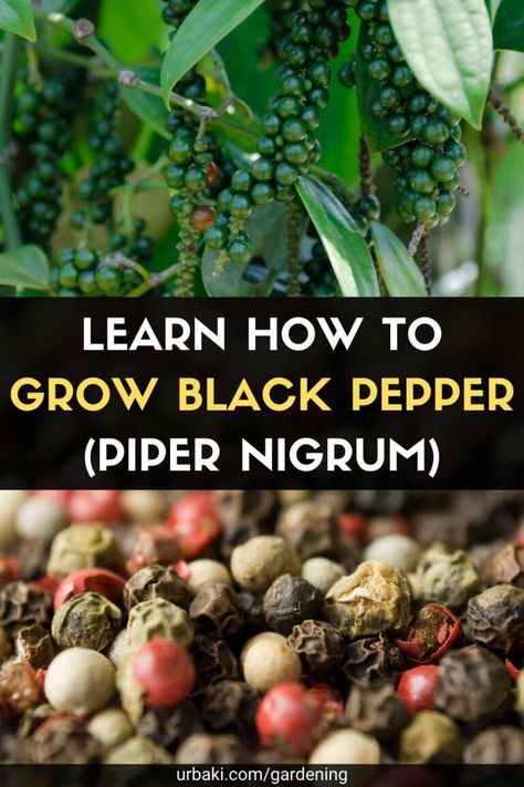 The black pepper plant is native to southern India and is widely cultivated there and in other tropical regions such as Brazil, Myanmar, and Indonesia. It is one of the most cultivated spices in the world. Keep scrolling this page to learn how to grow black pepper from seed for your kitchen! Learn the basics on how to grow black pepper of the trade, this tropical vine from South Asia produces strings of small, round fruit. By choosing the time of harvest and the method of processing, all... How To Grow Black Pepper, Black Pepper Plant How To Grow, Growing Black Peppercorn, How To Grow Peppercorns, Growing Peppercorns, Peppercorn Plant, Growing Spices, Black Pepper Plant, Pepper Plant