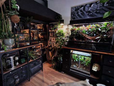 Reptile room inspiration Aesthetic Terrarium Reptile, Gothic Reptile Enclosure, Animal Room Aesthetic, Gecko Terrarium Aesthetic, Snake Room Ideas, Reptile Shelves, Reptile Bedroom, Reptile Room Setup, Reptile Room Aesthetic