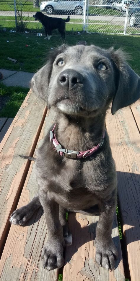 My silver lab puppy Silver Lab Puppy, Silver Retriever, Lab Pups, Silver Lab Puppies, Silver Labrador Retriever, Cute Lab Puppies, Silver Labrador, Gods Art, Chocolate Labrador Retriever