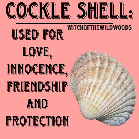 WitchOfTheWildWoods Shell Magic, Sea Shell Meaning, Shell Meaning Witchcraft, Shells Magical Properties, Sea Shell Spiritual Meaning, Seashells Witchcraft, Conch Shell Spiritual Meaning, Shell Divination, Alchemy Elements