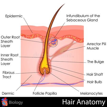 Vector Illustration of Human Hair Diagram. Piece of Human Skin and All Structure of Hair on the White Background Stock Vector - Illustration of pigment, bulb: 127197020 Light Brown Skin, Excess Hair, New Hair Growth, Hair Removal Permanent, Coarse Hair, Hair Reduction, Unwanted Hair Removal, Hair Restoration, Cosmetic Surgery