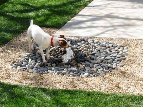 Pet Friendly Yard, Backyard Dog Area, Dog Play Area, Dog Friendly Garden, Dog Friendly Backyard, Dog Backyard, Ideas For Dogs, Dog Pitbull, Dog Yard