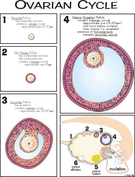 Google Image Result for http://science.tjc.edu/images/reproduction/ovarian_cycle.gif Ovarian Cycle Diagram, Ovarian Cycle, Newborn Nursing, Diagnostic Medical Sonography, Child Nursing, Ob Nursing, Ultrasound Tech, Nursing School Notes, Human Anatomy And Physiology