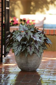 Shady Planting, Potted Plants For Shade, Shade Plants Container, Plant Bathroom, Shade Loving Plants, Best Plants For Shade, Potted Plants Patio, Plant Lights, Porch Plants