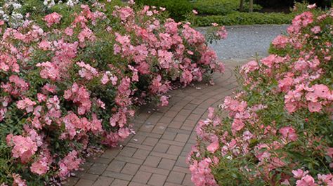 5 Ways to Design with Flower Carpet Roses Carpet Roses, Rose Companion Plants, Rose Hedge, Ground Cover Roses, Flower Carpet, Pink Splash, Rose Garden Design, Rose Care, Hillside Landscaping