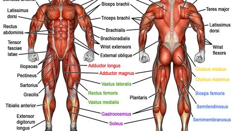 Muscle names - human anatomy Body Muscles Names, Muscle Names, Human Body Muscles, Body Muscle Anatomy, Human Muscular System, 남성 근육, Human Muscle Anatomy, Weight Training Women, Weight Training Programs