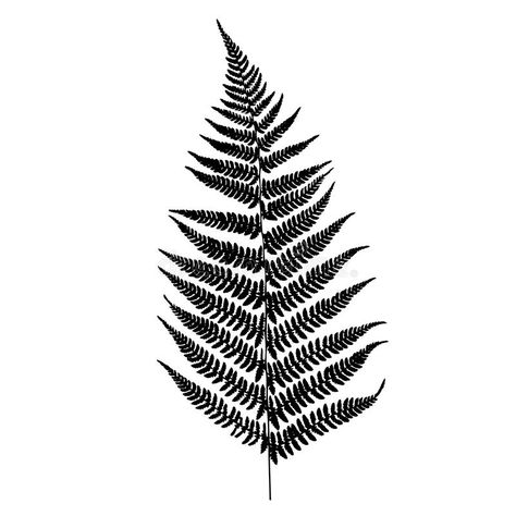 Fern Silhouette, Rooster Silhouette, Tropical Tattoo, Silhouette Head, Eagle Silhouette, Fern Tattoo, Dinosaur Silhouette, Leaf Outline, Silhouette Frames