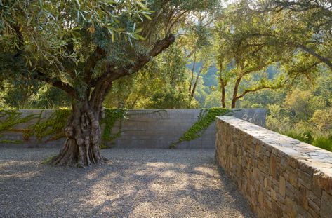 Calistoga Residence — Andrea Cochran Landscape Architecture Andrea Cochran, What Is Design, California Design, Unique Plants, Ornamental Grasses, Contemporary Landscape, Retaining Wall, Landscape Architect, Stone Wall