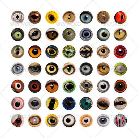 Composition of Animal eyes, isolated by Lifeonwhite. Composition of Animal eyes Pupil Shapes, Light Science, Vtuber Model, Animal Eyes, Character Traits, Character Trait, Eye Doctor, Eye Painting, The Embrace