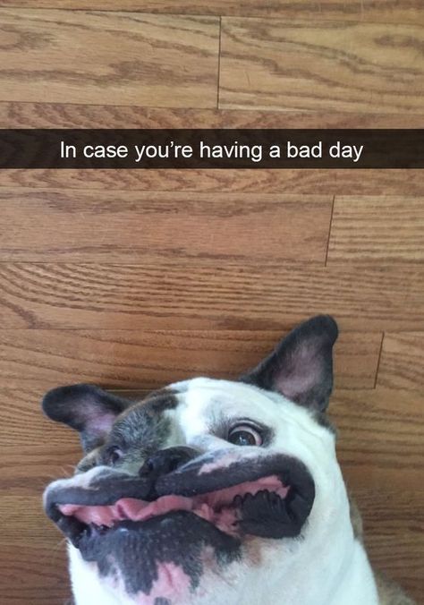 Bad Day Meme, Dog Snapchats, List Of Animals, Perfectly Timed Photos, Mama Cat, Silly Animals, Funny Animal Memes, Having A Bad Day, Bad Day