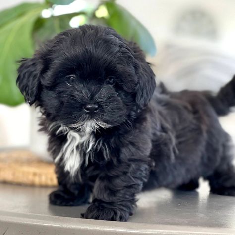 TimberCreek Puppies - Shichon, Shihpoo, Maltipoo Shipoo Puppies, Shih Poo Puppies, Shichon Puppies, Big Dogs Breeds, Poodle Mix Puppies, Biggest Dog In The World, Pets Stuff, Shih Tzu Poodle, Maltipoo Puppies For Sale