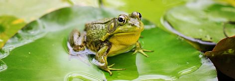 Frog Facts, Frog Eggs, Common Frog, Conservation Biologist, Cycle For Kids, Frog Species, Poison Frog, Lifecycle Of A Frog, Frog Life