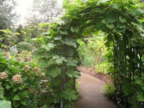 Rodef Shalom Biblical Botanical Garden – Pittsburgh, Pennsylvania  - Atlas Obscura Crafting She Shed, Biblical Garden, Bible Garden, Secret Garden Theme, Biblical Times, Prayer Garden, Garden Bridal Showers, Master Gardener, Pittsburgh Pennsylvania