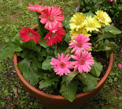 Gerbera daisies I potted - 2011 Wedding Open House, Gerbera Daisies, Gerbera Daisy, Open House, Planting, Flower Garden, Balcony, Daisy, Architecture