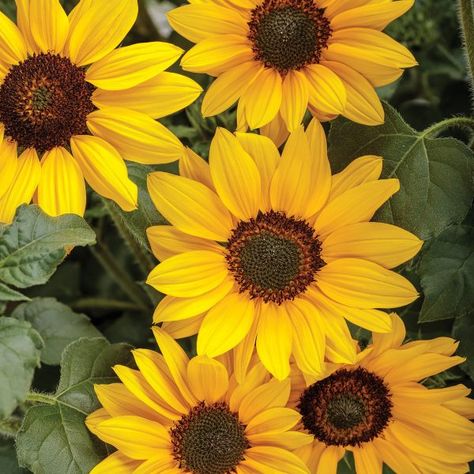 HELIANTHUS_SUNCREDIBLE_YELLOW_SUNFLOWER_PW_HELSY_01 Yellow Color Flowers, Apollo Painting, Sunflower Pictures, Yellow Sunflowers, Proven Winners, Rare Flowers, Yellow Sunflower, Yellow Aesthetic, Planting Bulbs