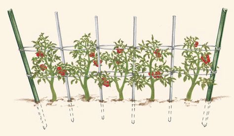 Staking Tomatoes, Florida Weave, Tomato Support, Garden Orchard, Tomatoes Growing, Growing Tomatoes Indoors, Tomato Trellis, Tomato Vine, Growing Tomatoes In Containers