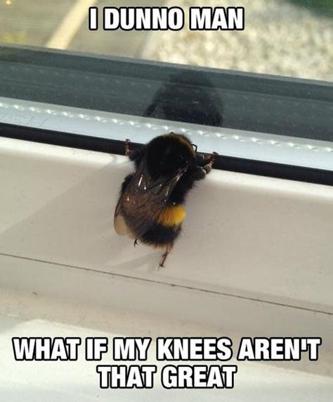 "I mean, it is great to have knees, but I still don't get why humans think they are great." (via Pleated Jeans) Bee Meme, Bees Knees, Cute Creatures, 귀여운 동물, Cute Funny Animals, Bones Funny, Baby Animals, Fish Pet, Bugs